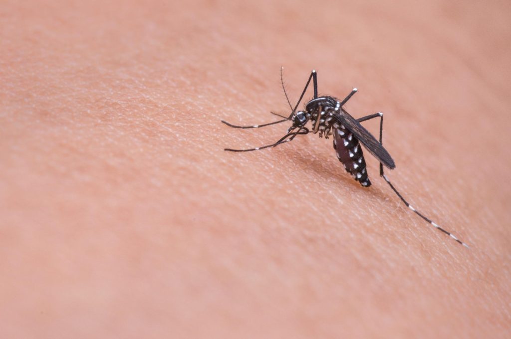 mosquito da febre chikungunya
